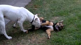 dogo argentino jugando con cachorro