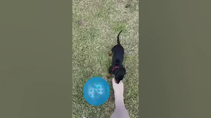Dachshund first ball experience