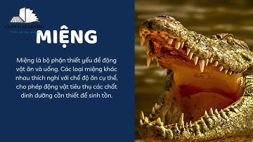 TNXH lớp 3 - Bài 13: Các bộ phận của động vật và chức năng của chúng