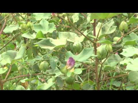 Cotton Cultivation