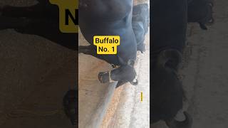 Buffalo no. 1 #solartips