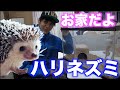 ハリネズミの飼育環境作ったよ！