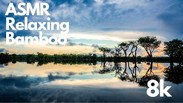 Incredible Jungle Sounds 8K - Exotic Birds Singing in Tropical Rainforest 8 HOURS