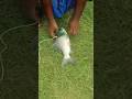 ஒயிட் கட்லா மீன்# shorts