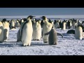 March Of The Penguins Emperor Penguins To The Funeral March Of A Marionette