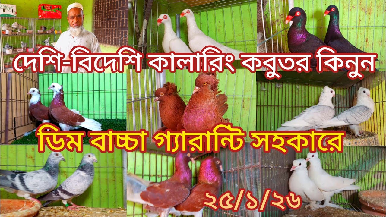 বাবু ভাইয়ের খামার থেকে দেশি-বিদেশি কালারিং কবুতর কিনুন ডিম বাচ্চা গ্যারান্টি সহকারে 
