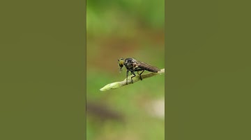 wildlife videos #naturelovers #shorts #macro