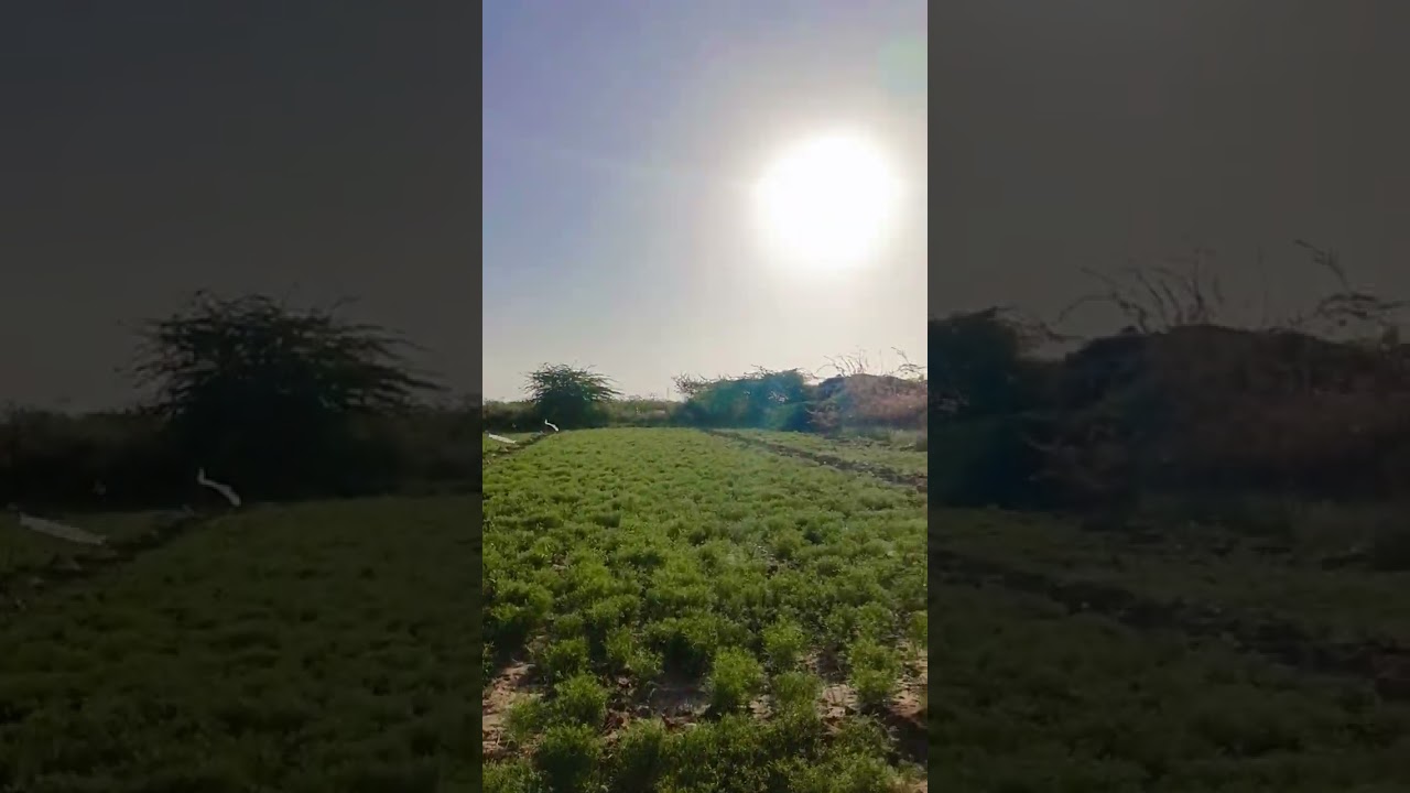 👑જીરા હિ કેડે 