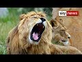 South African 'Lion King' Is Like One Of The Pride