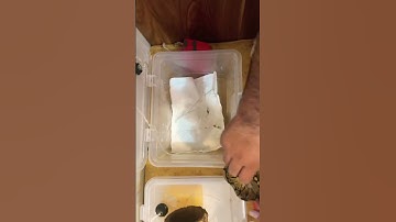 نگهداری مار این چیزا رو هم داره 😂 #مار #ballpython #پایتون #animal #python #pet #reptile #snake