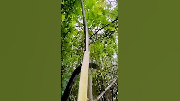 The process of harvesting herbs = good tools can increase efficiency