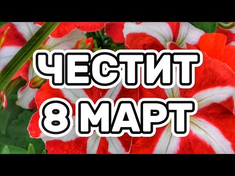 Честит Осми Март Мила Моя