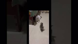 Mother And Kitty Funny Play...