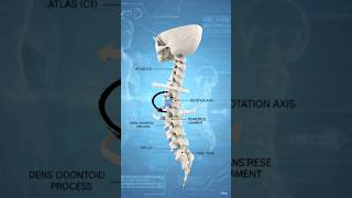 👇🔥 “Synovial Joints Explained in 1 Minute 🦴 | Full Movement Trick!”⚡ “Synovial Joint Kya Hai? 🤔