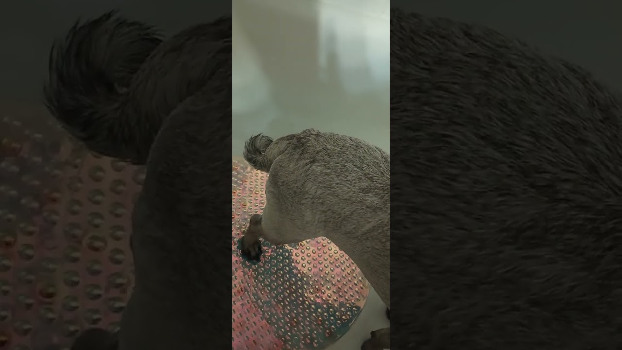 a pugs tail during her bath