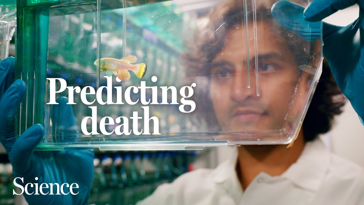 Why did scientists film these fish nonstop? - Science Magazine