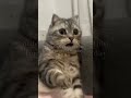 😂😂||#funnymemes #cat #shortsviral #viralshort #aesthetic !!