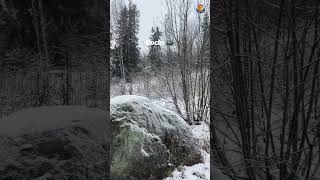 Quiet Winter Scene :Trees, 🌳  Rocks, 🪨 Snow ❄️ #snow #trees #rock #snowfall #relaxnwander #shorts