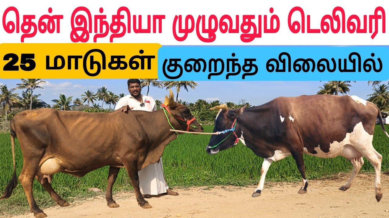 தமிழ்நாட்டில் யாரும் தர முடியாத விலையில் / 25லி பால் மாடுகள் / #மாடுவிற்பனை #பால்மாடு #cow #cowsale