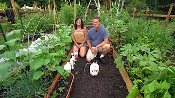 How to Maximize Your Cucumber Harvests with Calikim & Gary: Routine, Feeding, Spraying, & Care