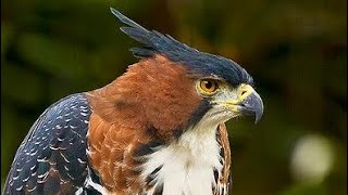 Falconry: The Ornate Hawk-Eagle - YouTube
