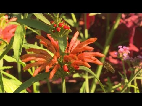 tegna news Proctor's Garden: Adding amazing plants to your garden