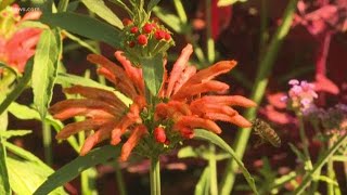 Proctor's Garden: Adding amazing plants to your garden