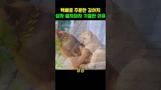 세상 가장 우울한 댕댕이#동물다큐#동물쇼츠#강아지