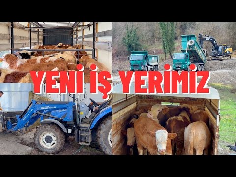 YENİ İŞ YERİMİZ YENİ TOPLANAN BÜYÜKBAŞ HAYVANLAR