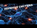 Нервная система -1 часть