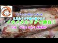 【2024】鳥取白イカ中盤 イカメタリグで勝負#イカメタル#オモリグ #イカ仕掛け#ケンサキイカ#fishing #船釣り#白イカ仕掛