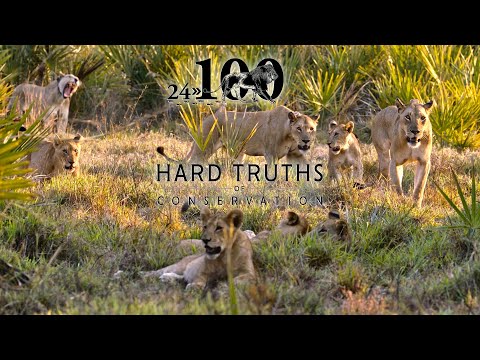 100 Lions Largest Range Expansions of African Lions in Modern Times