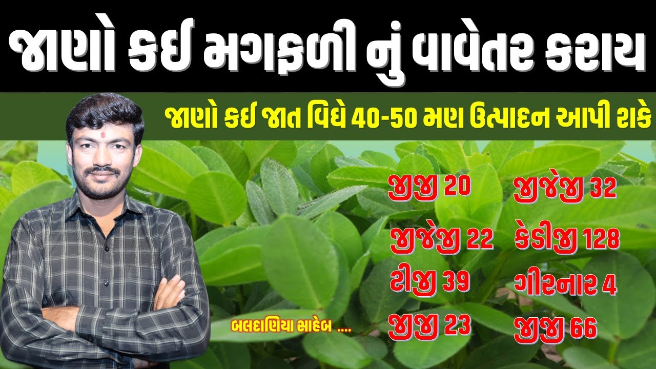 મગફળી ની કઈ જાતનુ વાવેતર કરાય, મગફળી ની વધુ ઉત્પાદન આપતી જાત, magfali nu vadhu utpadan apti jat