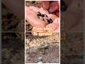 How to Grow Sunflowers from Seeds | Easy Gardening for Beginners #Gardening #relaxingnature