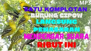 SUARA PIKAT CIPOW RIBUT   KEJEPIT, BISA BIKIN PULUHAN CIPOW KUMPUL!!