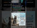 Sekali Geram, Anak Kucing Langsung Diam!  📢 Anabul #cat #catloversindonesia #cats