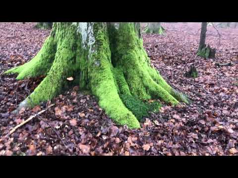 Video: Lövskogar: egenskaper, topografi, växter och djur