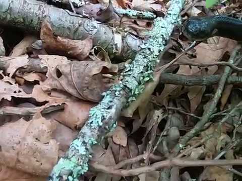 Snake Kisses! | Twin Falls | Pisgah National Forest