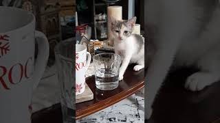 curious cat  #shortsyoutube #viral #shortsvideo #cat