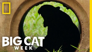 The Challenges Big Cats Face | Big Cat Week