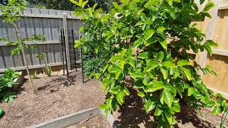 Pepino Update and Trellis
