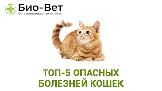 Топ5 Опасных Болезней Кошек & Самые Опасные Кошачьи Болезни. Ветклиника БиоВет