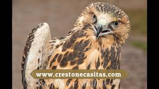 Crestone  Castitas: Nightly Lodging and Accomodations Crestone, Colorado