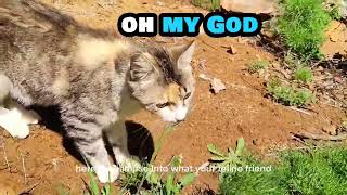 Perfect Day for Play: Watch These Cats Explore the Outdoors! by FluffyCat  61 views 1 month ago 4 minutes, 36 seconds