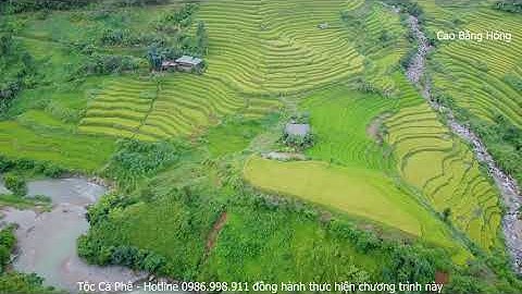 Ruộng Bậc Thang Xã Hưng Đạo Huyện Bảo Lạc vàng chín rất đẹp