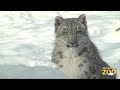 Everest Snow Leopard Cub Playing in the Snow