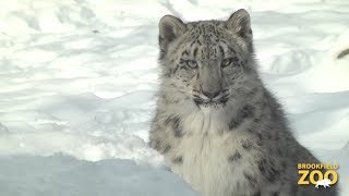 Everest Snow Leopard Cub Playing in the Snow