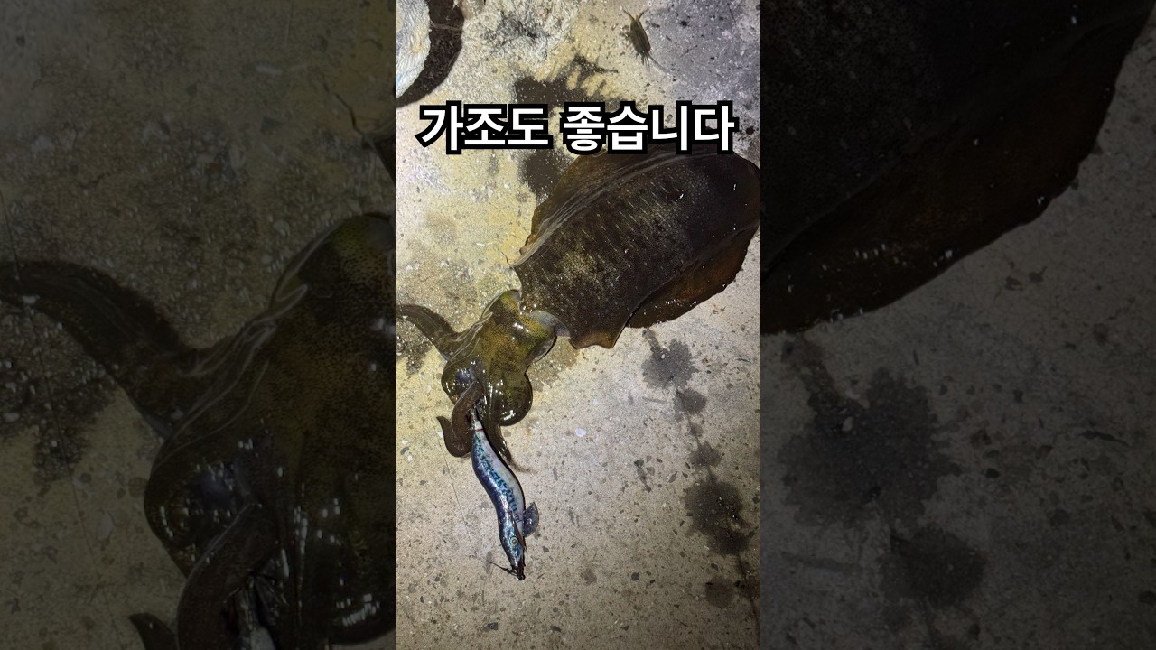 가조도 좋습니다   #무늬오징어 #낚시 #거제 #가조도 #에깅 #eging #루어 #루어낚시 #lure #lurefishing #shorts #shortvideo