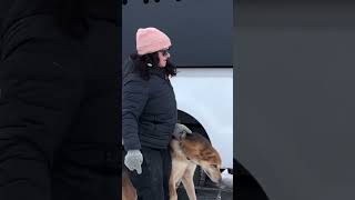 Peta Shows Up At The Start Of The Iditarod Races #Shortsyoutube