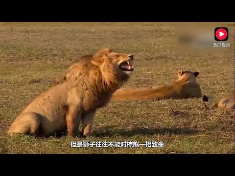 獅子和熊單挑，誰會打贏？結果你絕對猜不到！